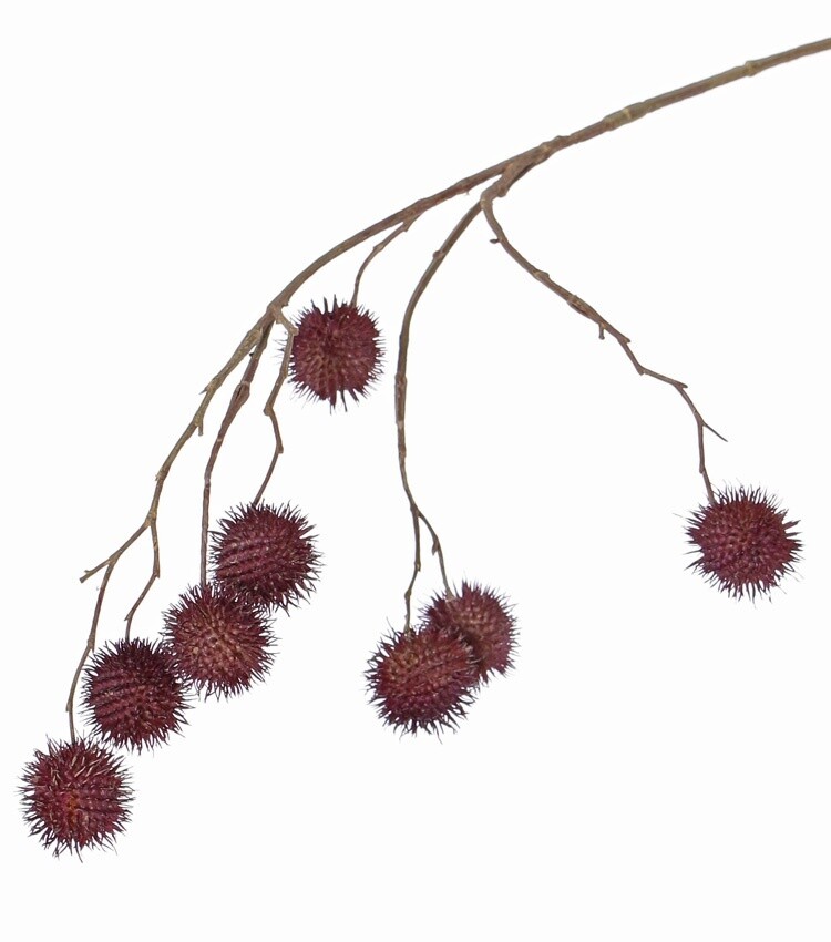 Platanusspray Burgundy