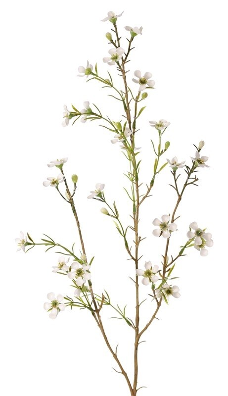 Waxbloem Cream
