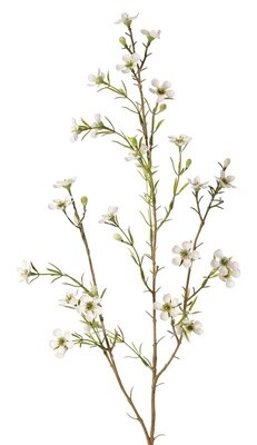Waxbloem Cream
