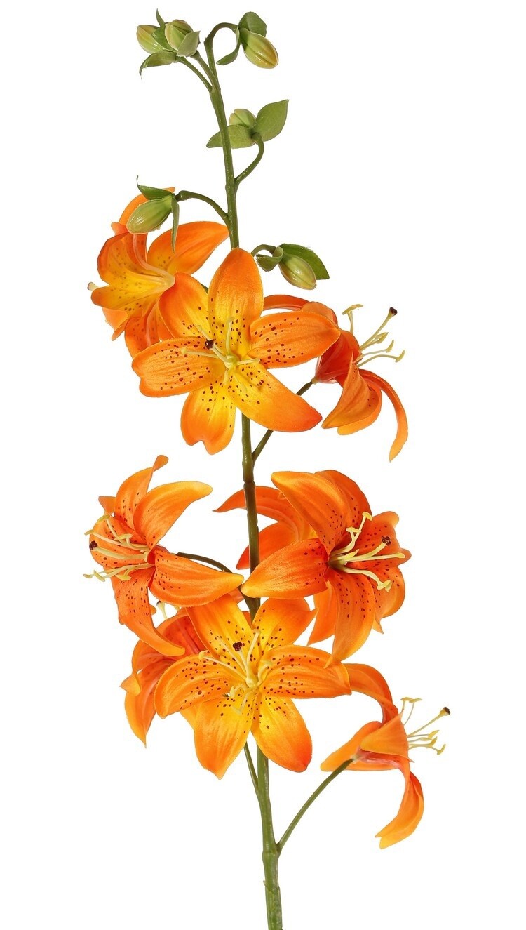 Lelie Oranje