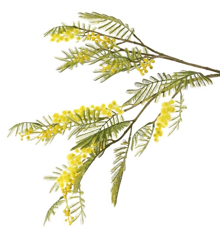 Mimosatak