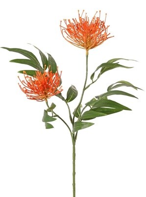 Grevillea