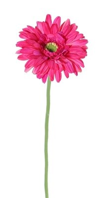 Gerbera Roze