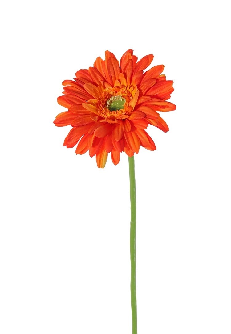 Gerbera Oranje