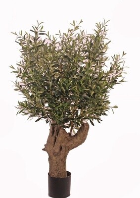 Olijfstronk Olea UV
