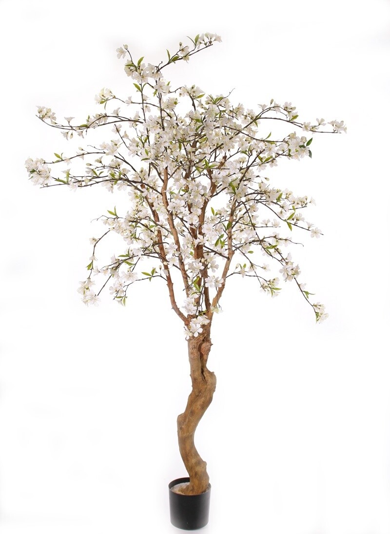 Appelbloesemboom