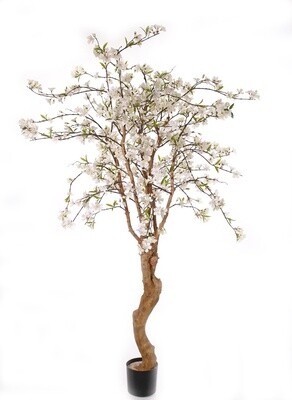 Appelbloesemboom