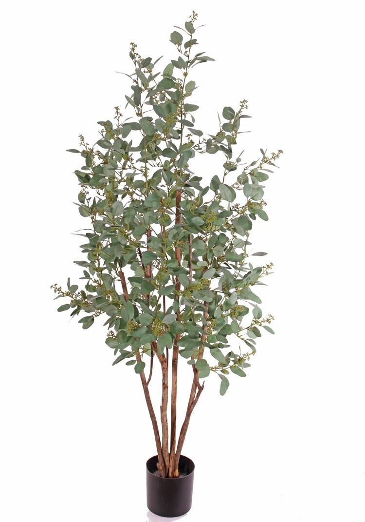 Eucalyptus 165 cm