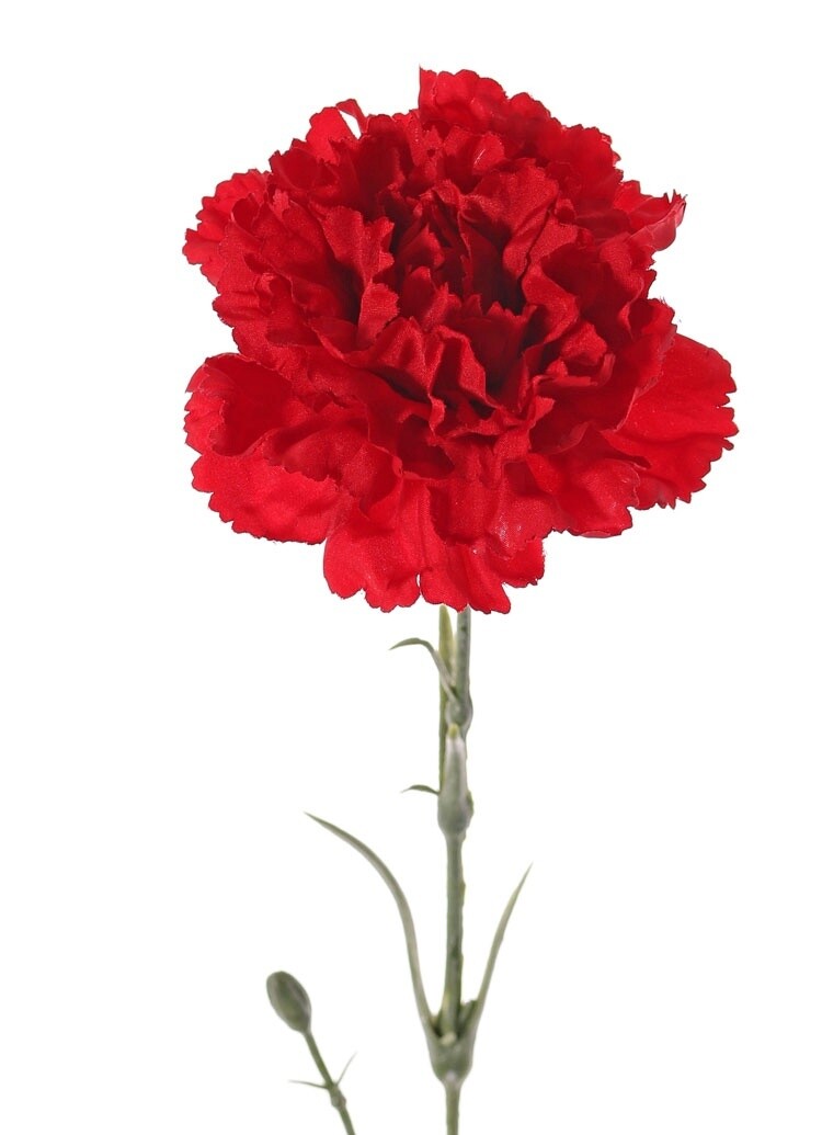 Anjer Rood