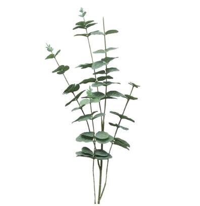Eucalyptus Cinera leaf