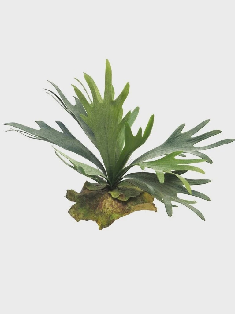 Hertshoorn 27cm