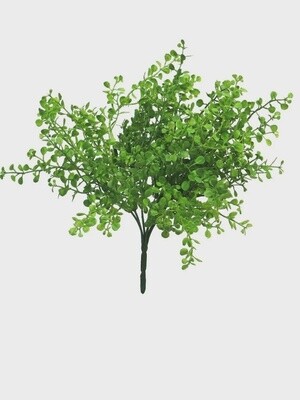 Button Bush