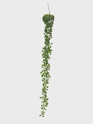 Senecio Hanger Green
