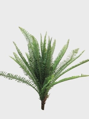 Fern UV 60CM