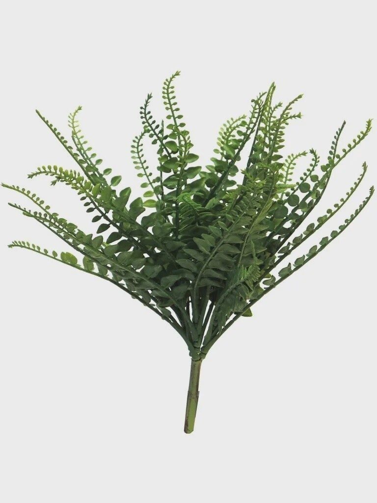 Pellaea Fern