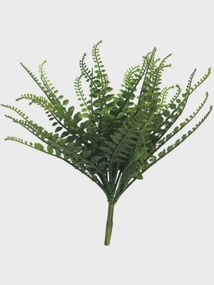 Pellaea Fern