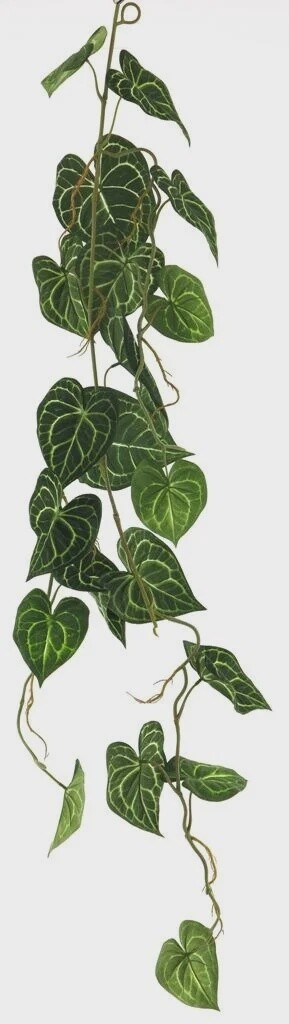 Anthurium Alba garland green