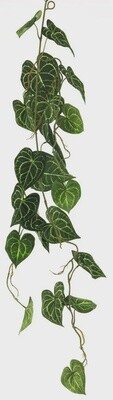 Anthurium Alba garland green