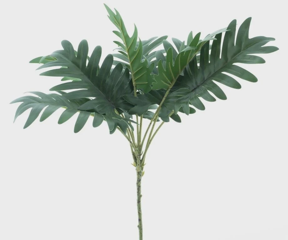 Philodendron selloum spray