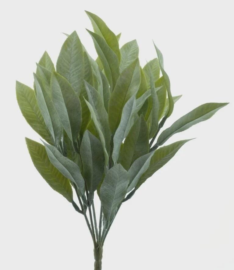 Salvia leaf bush