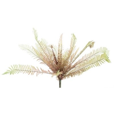 Matteucia fern red