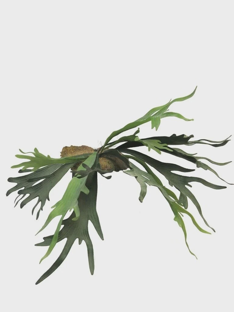 Hertshoorn 50 cm
