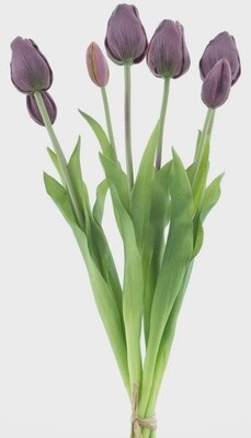 Classic tulp bundle Aubergine