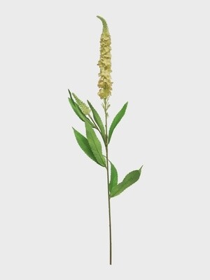 Veronica spray peach