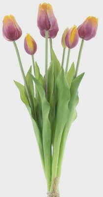 Classic tulp bundle Mauve