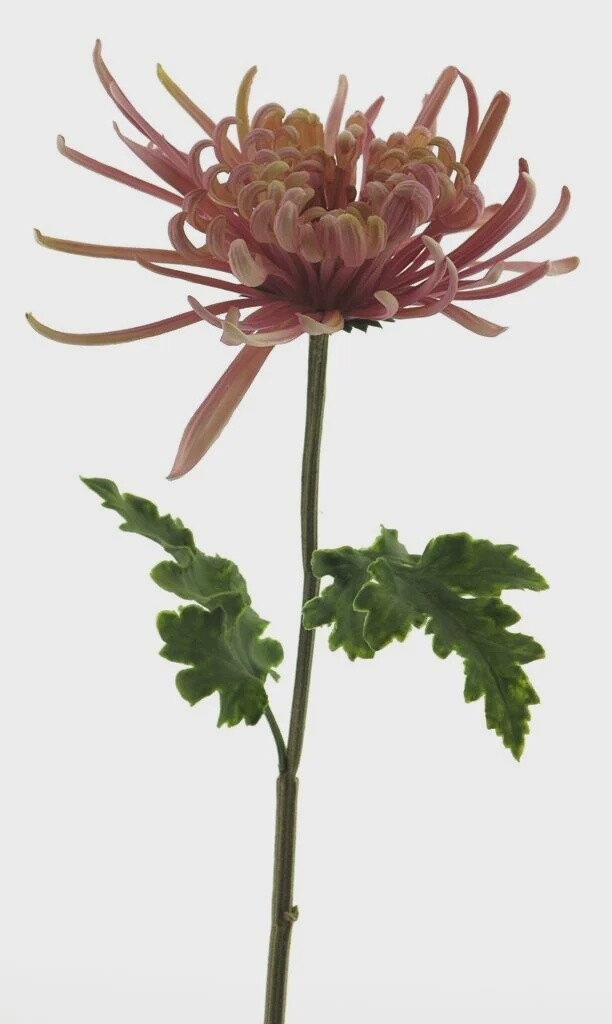Chrysanthemum Monaco lavender
