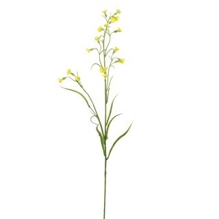 Nicotiana Geel