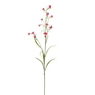 Nicotiana Roze