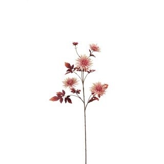 Spider Mum Spray Pink
