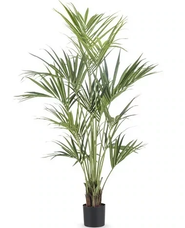 Kamerplanten