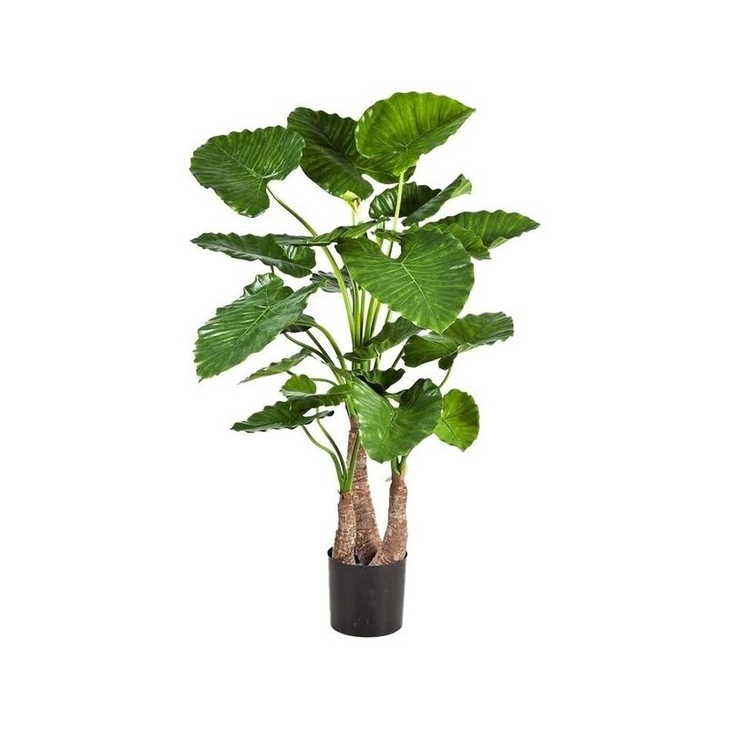 Alocasia Calidora 120 cm 3stam
