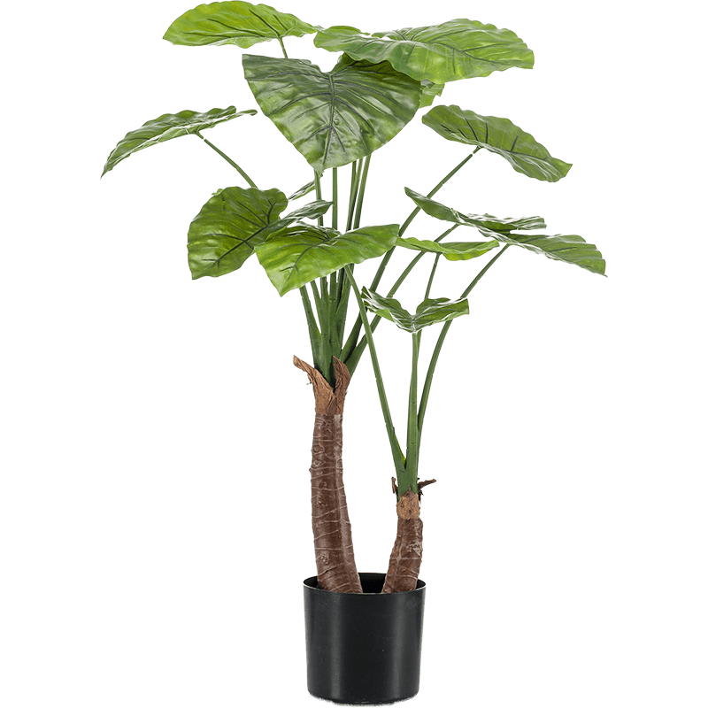 Alocasia Calidora 100 cm