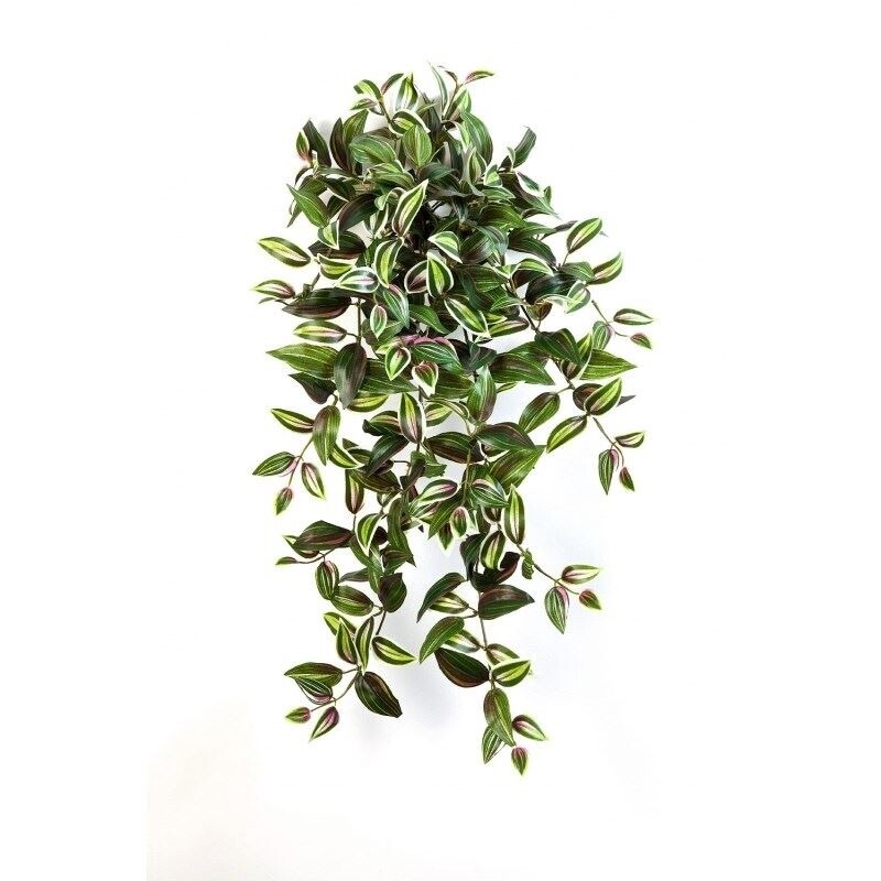 Wandering Jew Hanging Bush