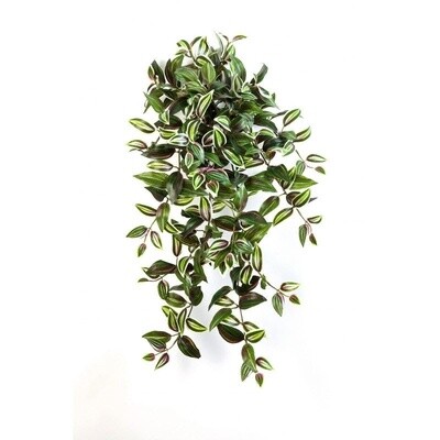 Wandering Jew Hanging Bush