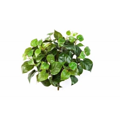PhiloBush