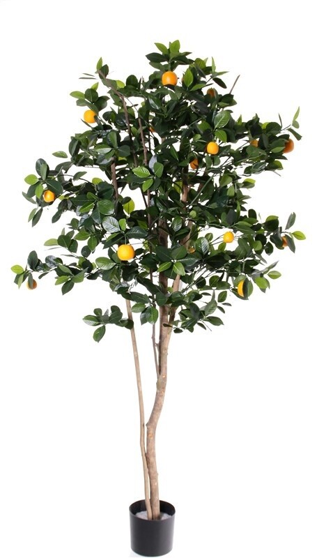 Mandarijnboom 175 cm