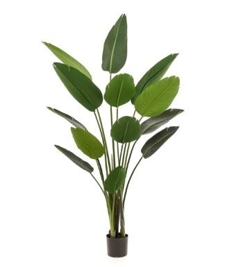Strelitzia 190 cm
