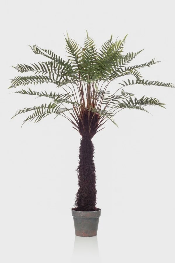 Fern Dicksonia 125 cm