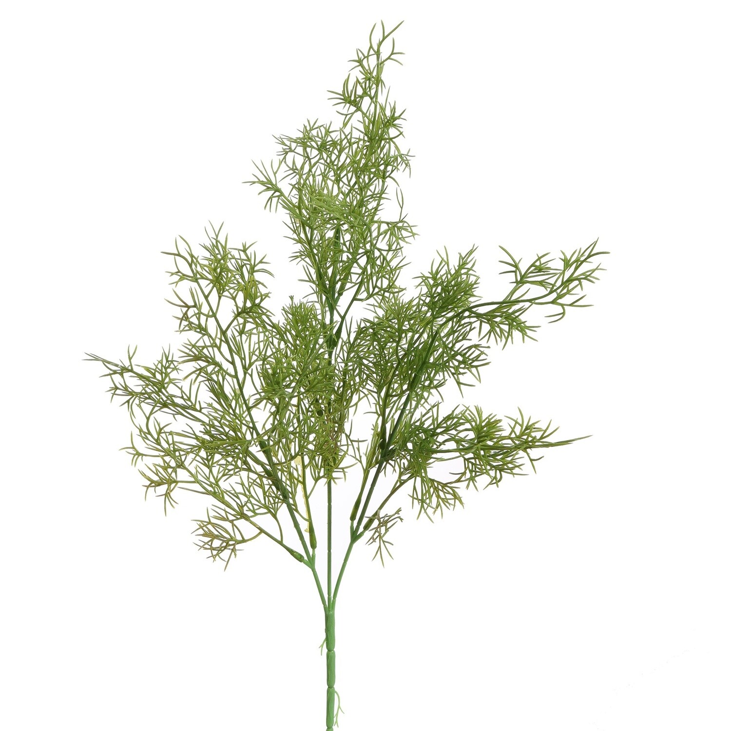 Sprengeri Bush 50 cm