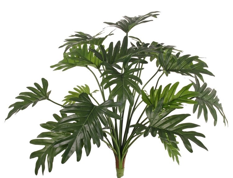 Philodendron selloumplant 62 cm