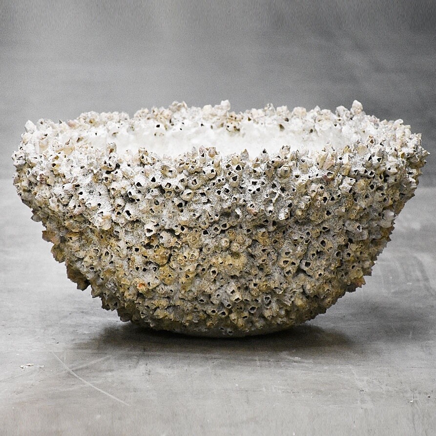 Schelpenkom medium