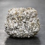 Schelpenpot Kleine opening