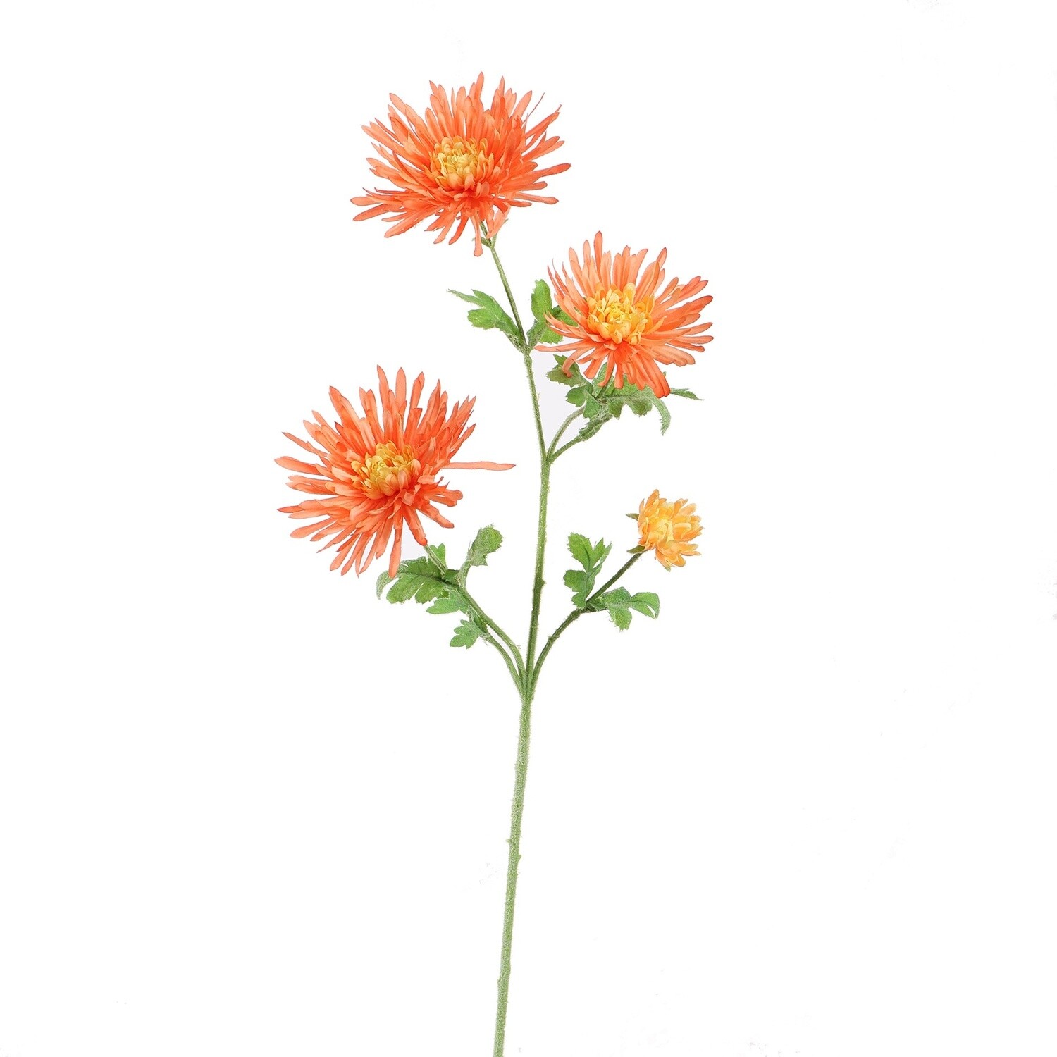 Spider Gerbera Orange