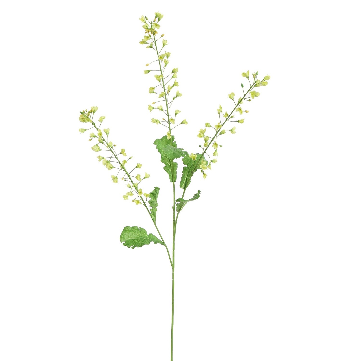 Rapeseed Flower Green