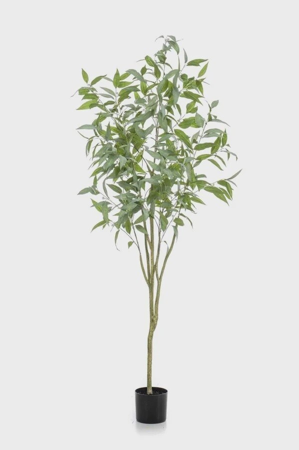 Longifolia (Eucalyptus) Globolus Tree 195 cm