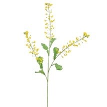 Rapeseed Flower Yellow